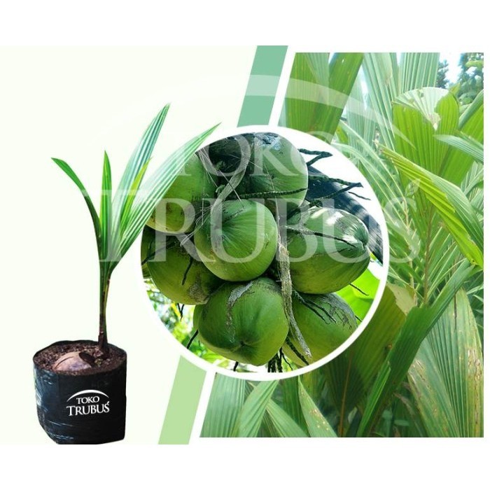 Bibit Kelapa Pandan Wangi, Kelapa Genjah Dari Thailand