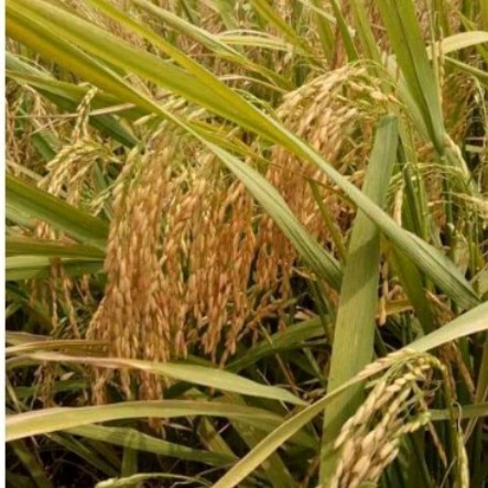 Benih Padi S400 (Srikandi 400)