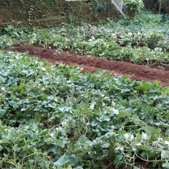 Bibit Ubi Ungu Murasaky & Ubi Jepang Satsumaimo Paket 100Stek