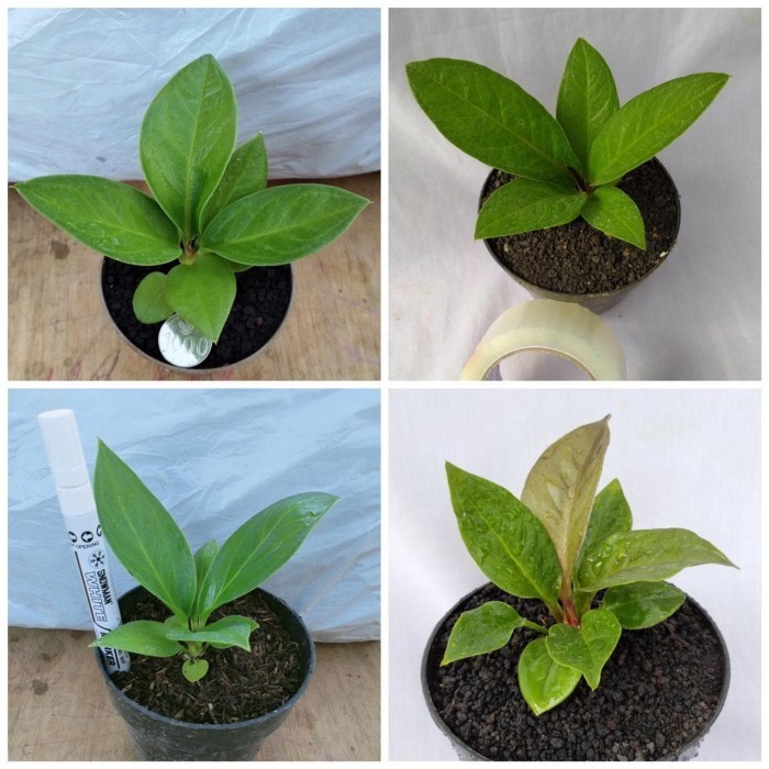 Paket Lengkap Jemani Cobra All Varian