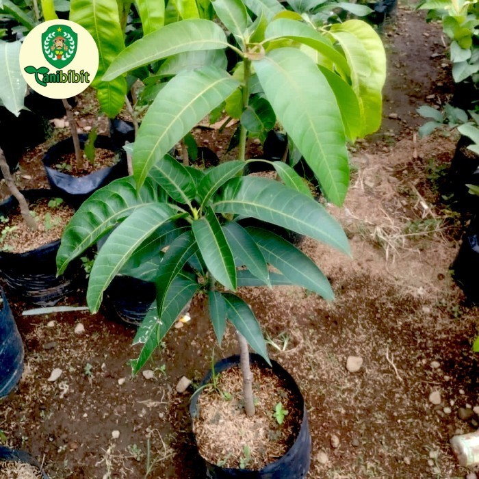 Pohon Mangga Irwin Uk 1Meter Cepat Berbuah