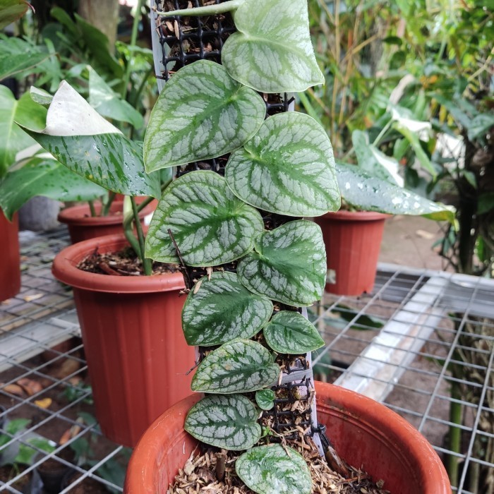 Monstera - Monstera Dubia - Monstera Dubia - Dubia 10 Daun Up