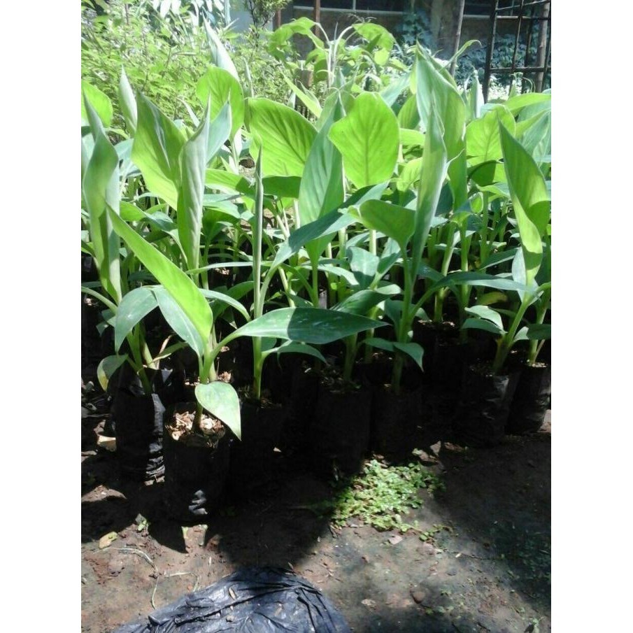 [Promo] Pisang Kepok Kuning Kultur Jaringan