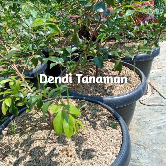 [Bisa Cod] Bibit Pohon Anggur Preco Brazil / Anggur Steak Siap Berbuah