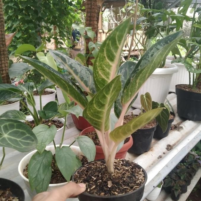 [Baru] Pohon Aglonema Gajah Mada - Tanaman Hias Aglonema Gajah Mada
