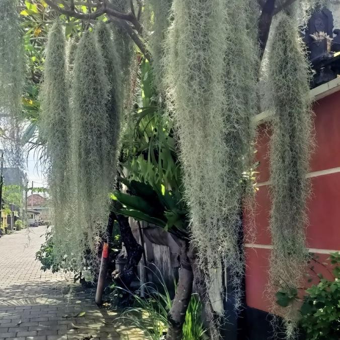 HARGA DISC - Jenggot musa 90-100cm / Spanish moss / Jenggot nabi / Jenggot dewa