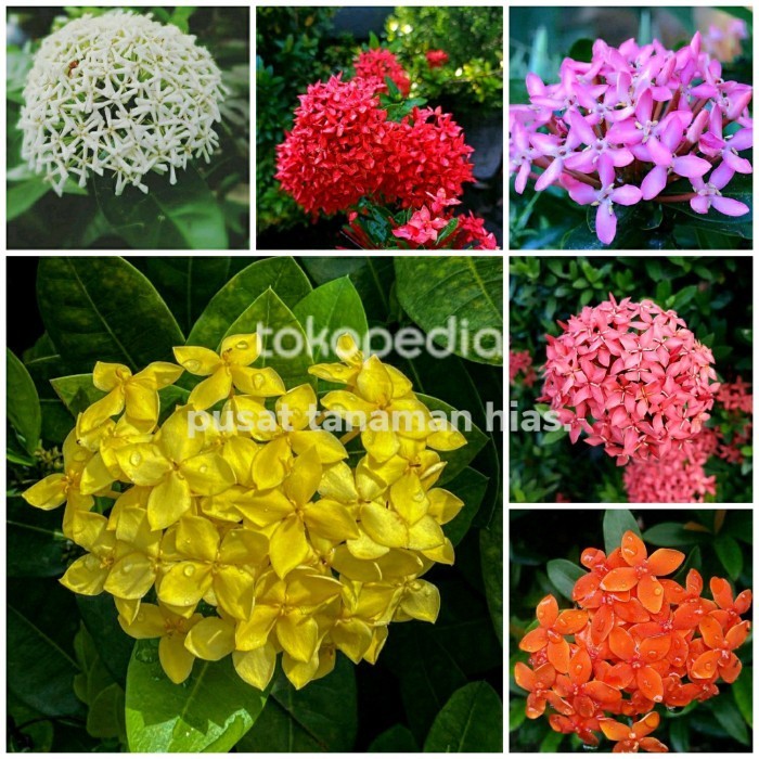 Paket 6 Tanaman Hias Asoka Mini - Bibit Pohon Asoka Mini