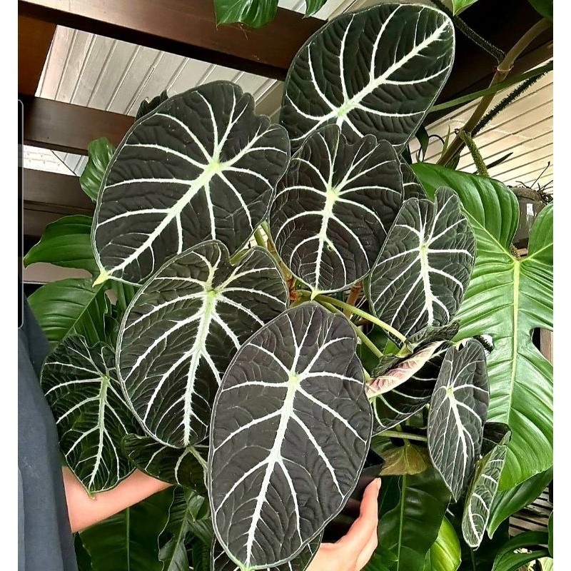 Tanaman Hias Alocasia Reginula Ninja Bunga Hias Anakan Alocasia Murah BUKAN BONGGOL