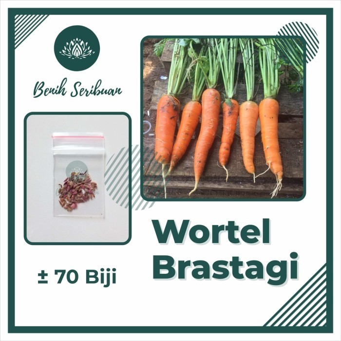 SALE 70 BENIH WORTEL BRASTAGI MEDAN BIBIT TANAMAN SAYURAN BUAH PANJANG