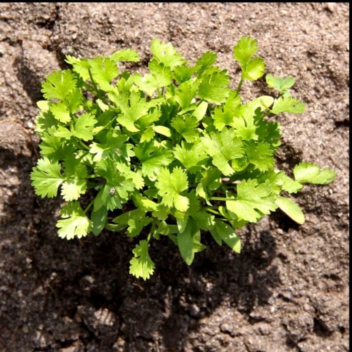 SALE 25 BENIH KETUMBAR CORIANDER FAVOR BIBIT SAYURAN KNOWN YOU SEED IMPORT