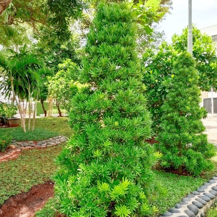 PROMO pohon lohansung cincuan