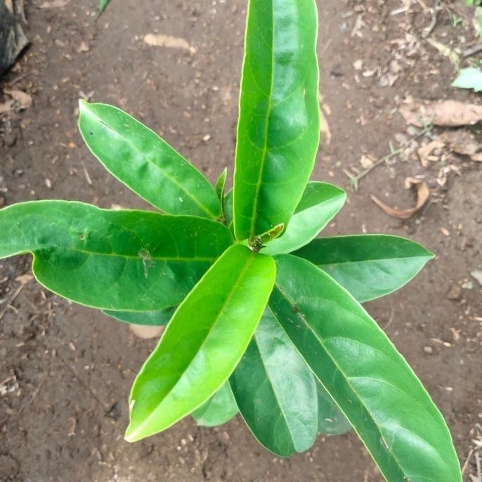 bibit pohon buah Buni huni/rujak SEGAR TOS