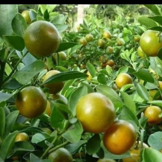 pohon buah jeruk songkit/jeruk kunci bibit pohon buah jeruk fres TOS