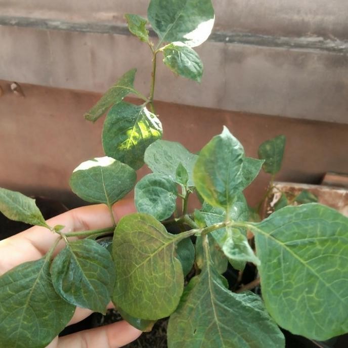 Pohon Leunca/Ranti-Bibit Tanaman Leunca/Buah Ranti SEGAR TOS