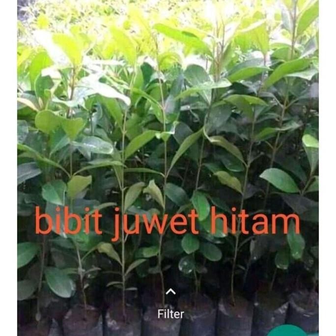 FREESS bibit tanaman buah juwet hitam benih pohon di dalam pot TOS