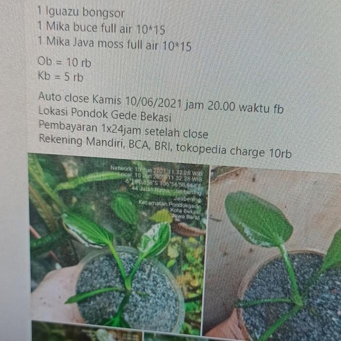 

Ready (Siap Kirim) Lelang Iguazu