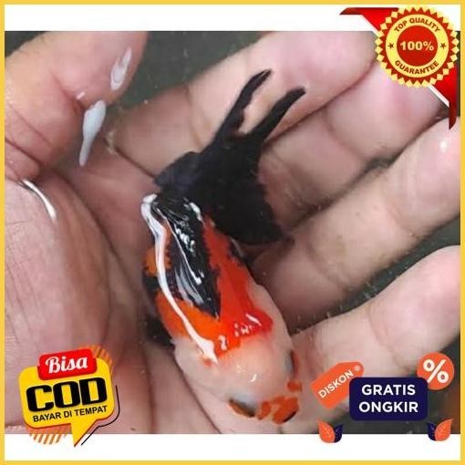 Extra Ikan Mas Koki Panda Oranda 3 Color Tricolor Fish / Ikan Mas Koky Panda / Ikan Mas Koki Mutiara