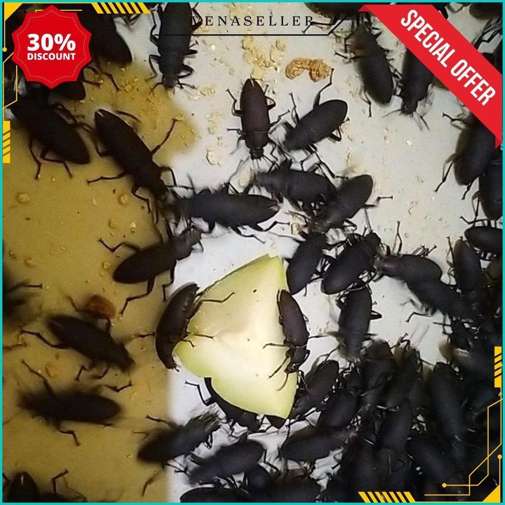 

*#Promo Khusus*#Banyak Bonus#* Kumbang/Kepik Jerman Isi 140+ Bonus 20 Pcs Gratis Ongkir