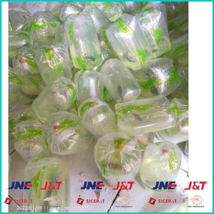 BISMILLAH [PRODUK HLSMF] (COD) IKAN CHANNA 9-10 CM MARU YELLOW CENTARUM (RED EYE) YS. HBD ALISUP
