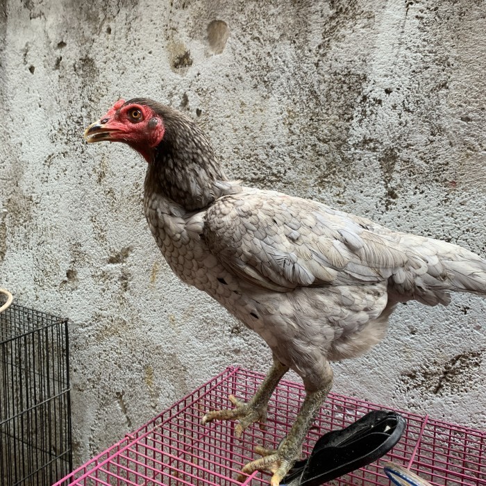 Ready Ayam Pakhoy Betina Indukan