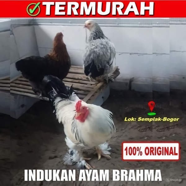 Ready AYAM BRAHMA / INDIA / 6 BULAN INDUKAN / AYAM HIAS