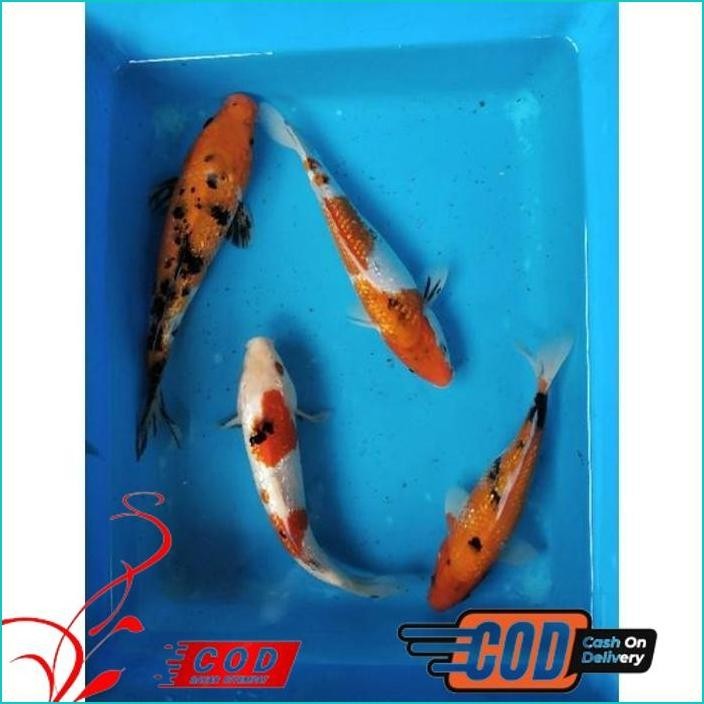 BISMILLAH IKAN KOI KOHAKU GINRIN SIZE 20-22 ALISUP