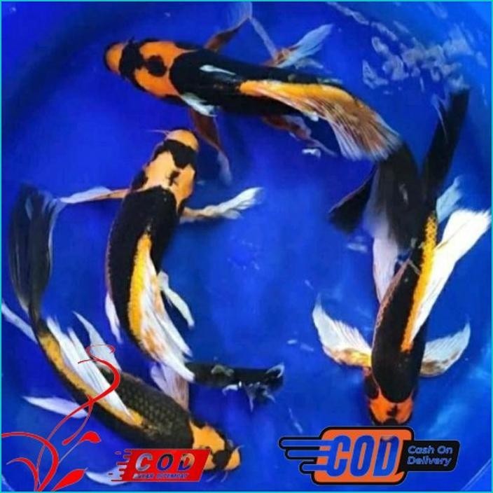 

BISMILLAH PAKET 5 EKOR KOI KABUTO SLAYER ALISUP