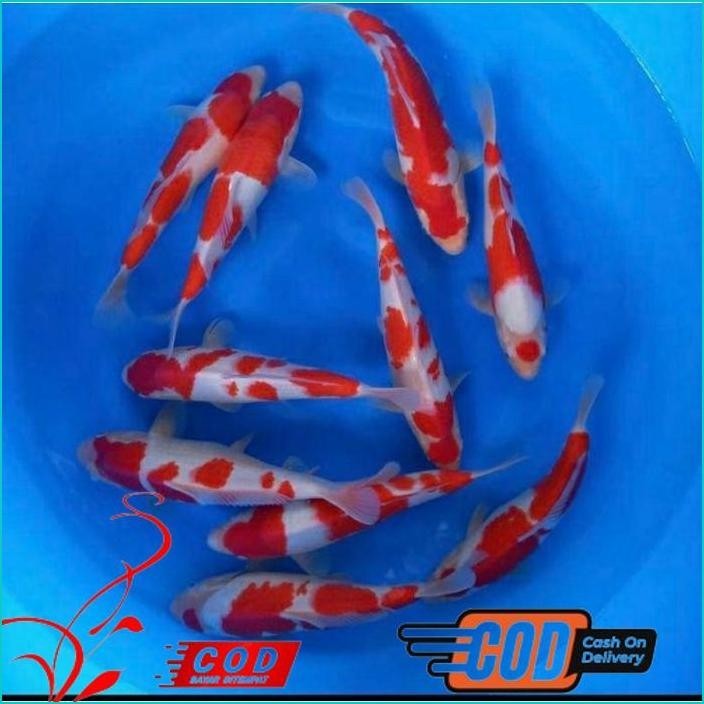 

BISMILLAH KOI KOHAKU GRADE A UKURAN 20-25CM ALISUP