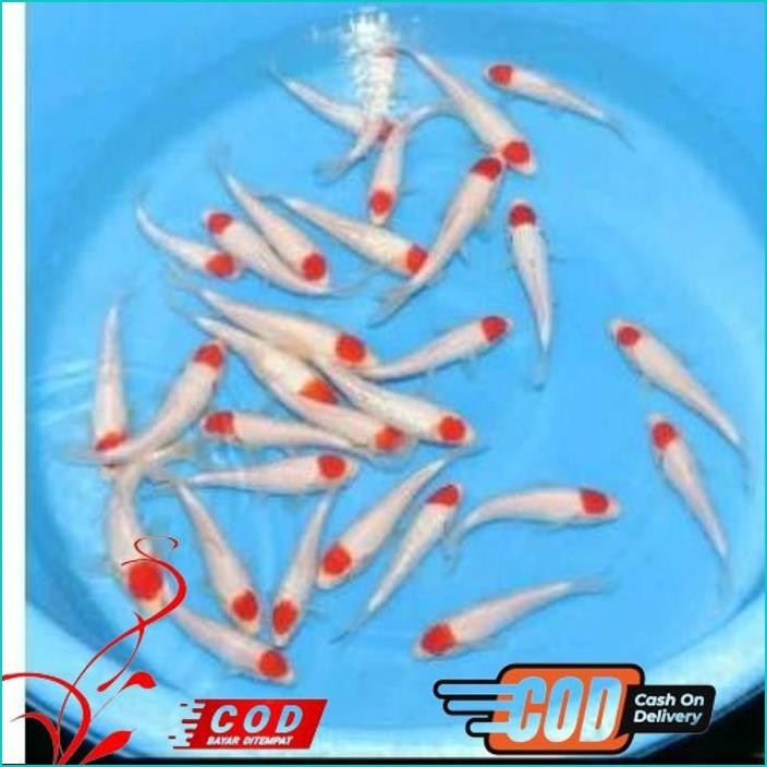 

BISMILLAH PAKET 5 EKOR KOI TANCHO UKURAN 10-13CM ALISUP