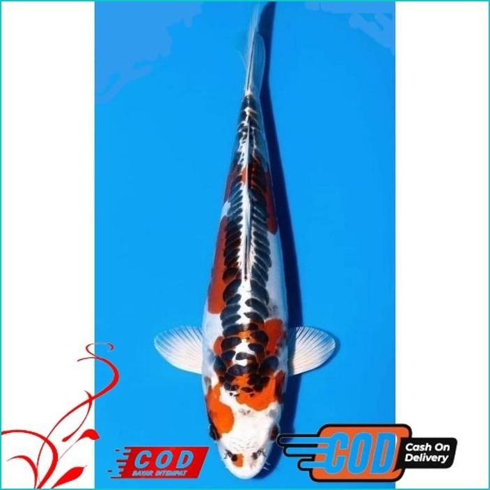 

BISMILLAH KOI KIKOKURYU/SHUSUI BLITAR BERKUALITAS UKURAN 17-20CM ALISUP