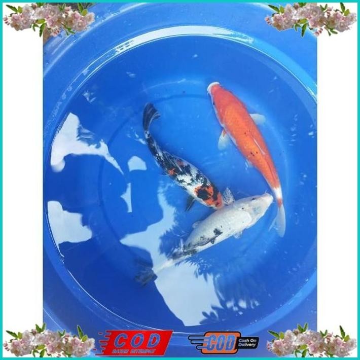 BISMILLAH IKAN KOI 30CM GRADE A WARNA PILIHAN ALISUP
