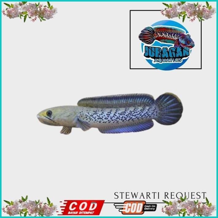 BISMILLAH CHANNA STEWARTI KARBIALONG 6 7 10 15CM CHANA GRADE A+++ FULL DOT GALAK TERMURAH SE INDONES
