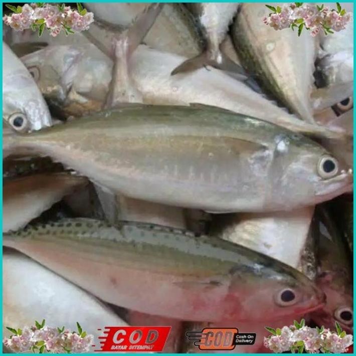 

BISMILLAH IKAN KEMBUNG SEGAR KILOAN ALISUP