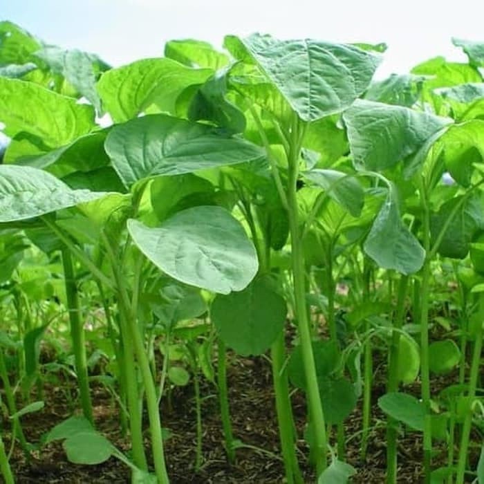 BIJI BENIH BIBIT BAYAM UNGGUL / BAYAM RETINA