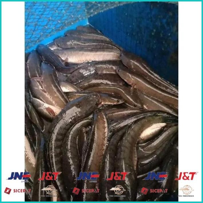 

BISMILLAH IKAN GABUS/KUTUK HIDUP( READY SETIAP HARI ) BISA COD ALISUP
