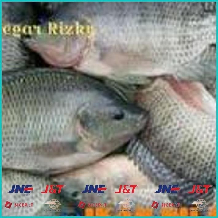 

BISMILLAH IKAN NILA 1KG ALISUP