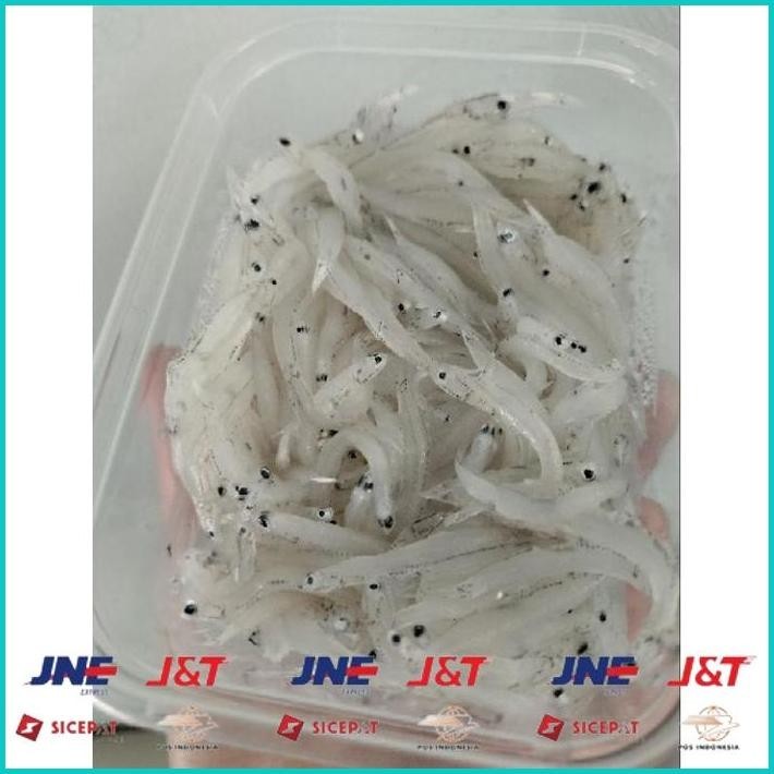 

BISMILLAH IKAN TERI NASI BASAH SEGAR TAWAR / FROZEN / COCOK UNTUK MPASI / TERI BASAH MPASI / IKAN FROZEN ALISUP