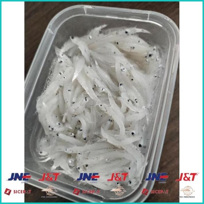 

BISMILLAH IKAN TERI NASI BASAH SEGAR TAWAR / FROZEN / COCOK UNTUK MPASI / TERI BASAH MPASI / IKAN FROZEN ALISUP