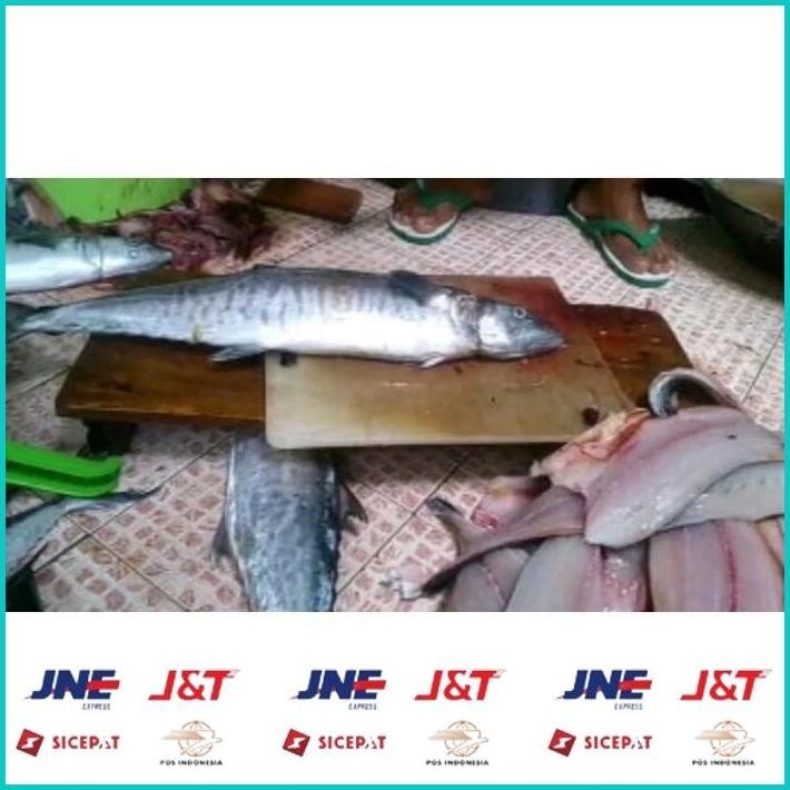 

BISMILLAH IKAN TENGGIRI GILING FRESH DAN SEGAR/IKAN TENGGIRI MURNI/AGEN IKAN GILING BEKASI. ALISUP