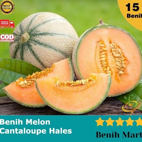 Benih Bibit Melon Cantaloupe Hales Best Jumbo Bibit Buah Biji Melon AX