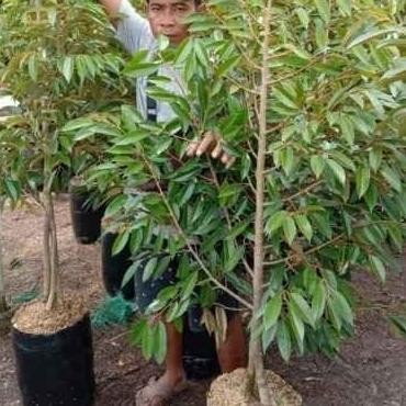 Bibit Buah Durian Bawor Kaki 3 Tinggi 2 meter - Segera Berbuah Auu