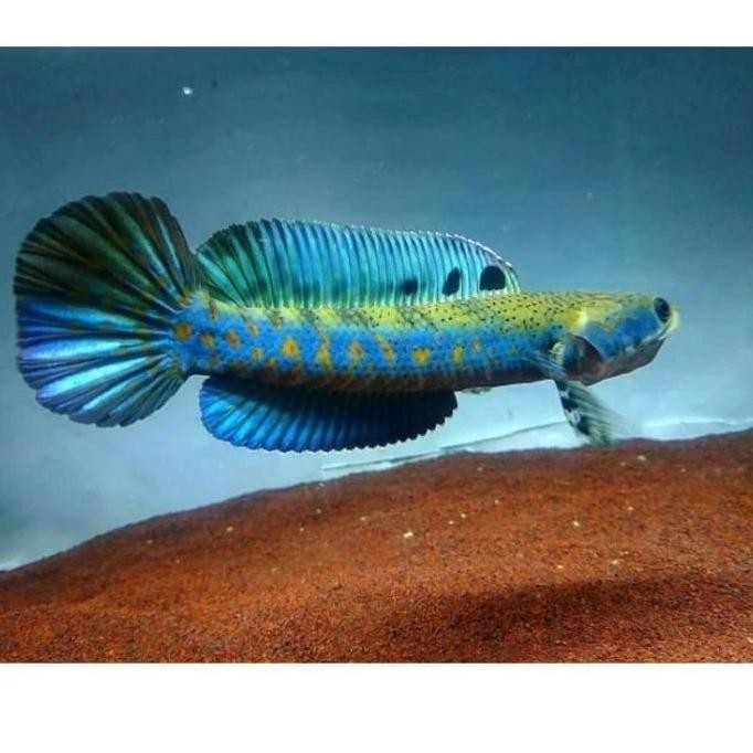 Channa / Ikan Hias / Ikan Chana / Gabus Hias