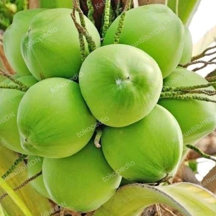 Bibit Buah Kelapa Wulung Genjah Asli | Kelapa Wulung Genjah Auu