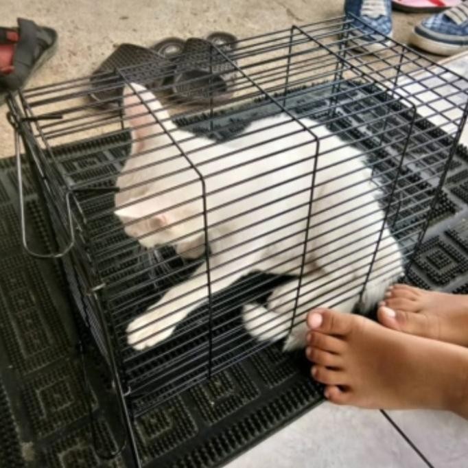 Dijual Jebakan Tikus Besar Perangkap Kurungan Tikus Kawat Baja Tbk PS