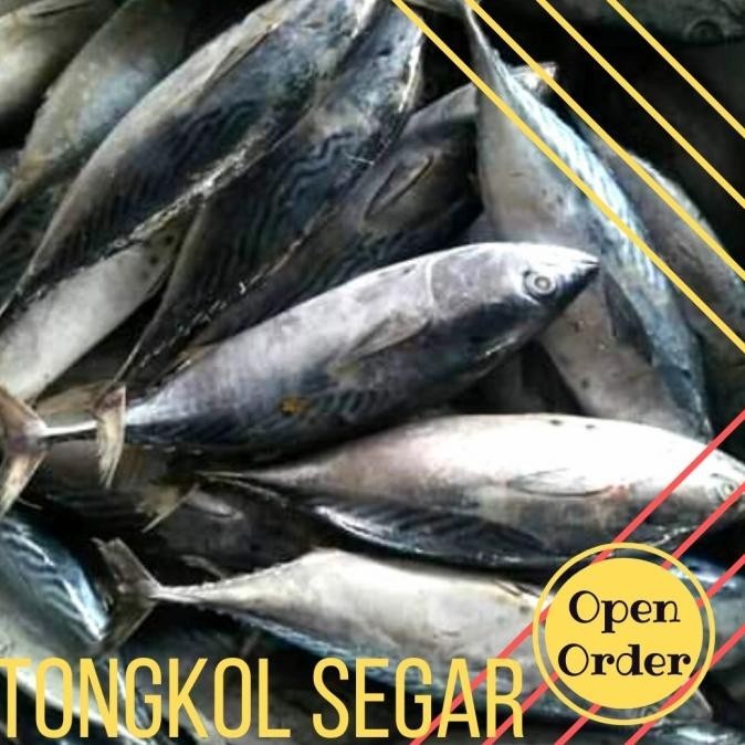 

IKAN TONGKOL Segar 500gram