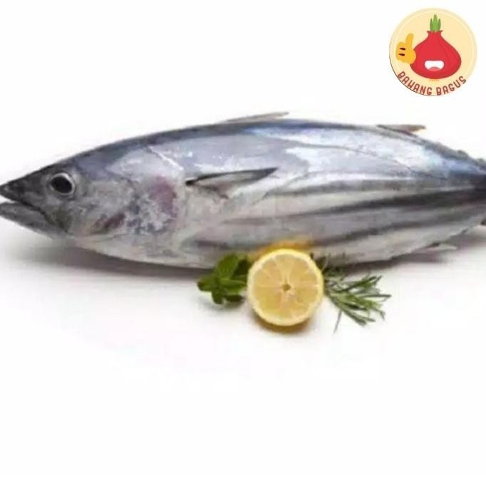 

IKAN TONGKOL SEGAR/IKAN TONGKOL 500 gram/IKAN TONGKOL BASAH