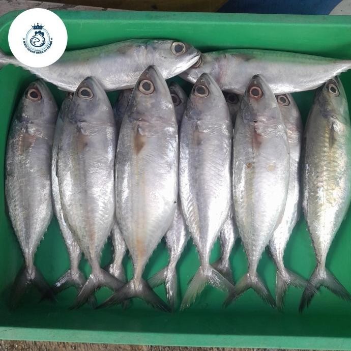 

IKAN KEMBUNG BANJAR SEGAR 500gr/1kg FREE DIBERSIHKAN