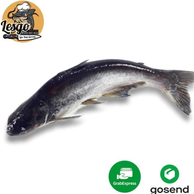 

Ikan patin Hidup Segar Fresh 500gr/1000gr FREE DIBERSIHKAN Lesgo99