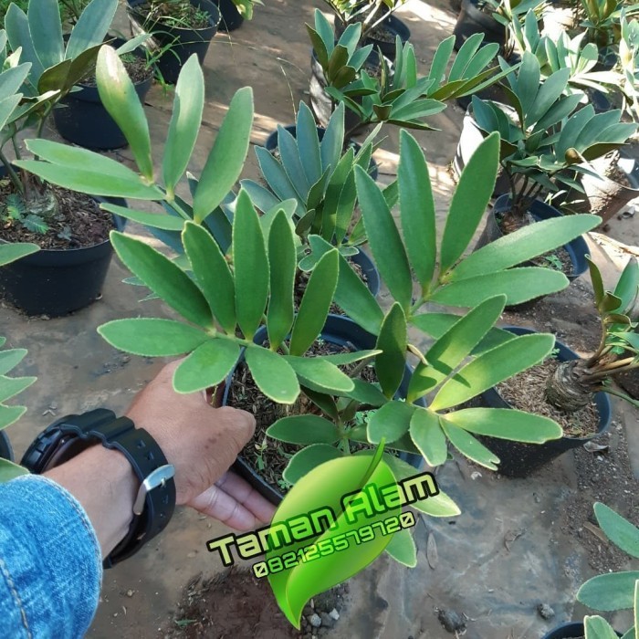 Tanaman Hias Zamia Furfuracea