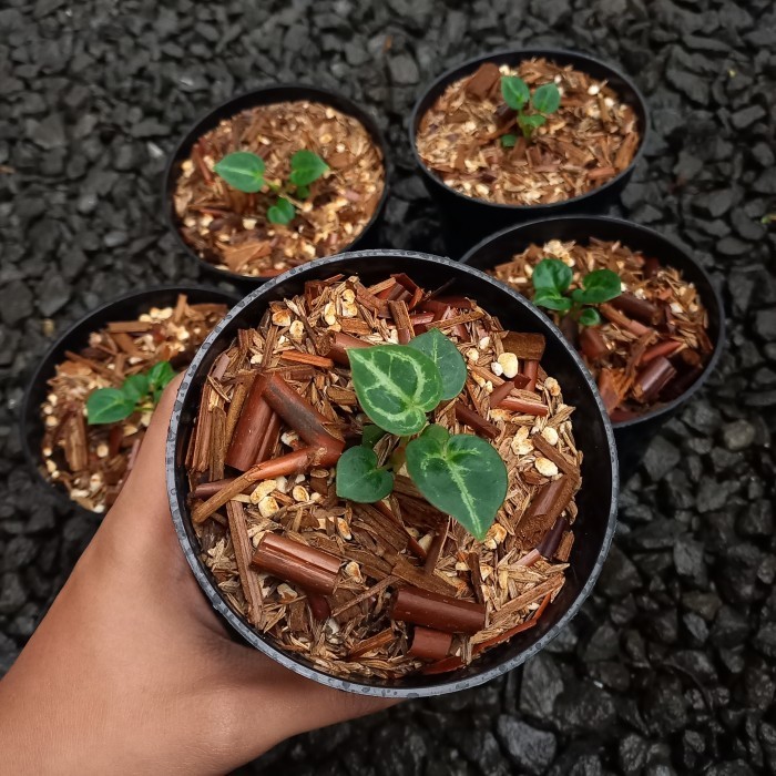 Tanaman Hias Baby Bibit Kuping Gajah Dorayaki Mangkok / Anthurium Ori